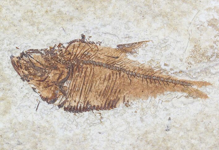 Bargain Diplomystus Fossil Fish - Wyoming #20826